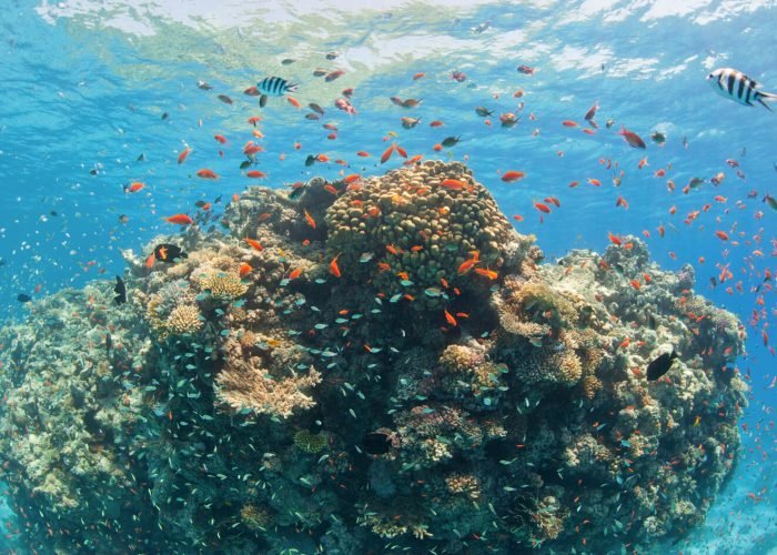 Photo Etonnante De Recifs Coralliens Dans La Mer Rouge